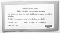 Athelia salicum image
